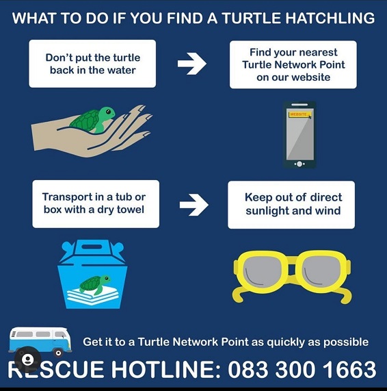 Turtle Rescue